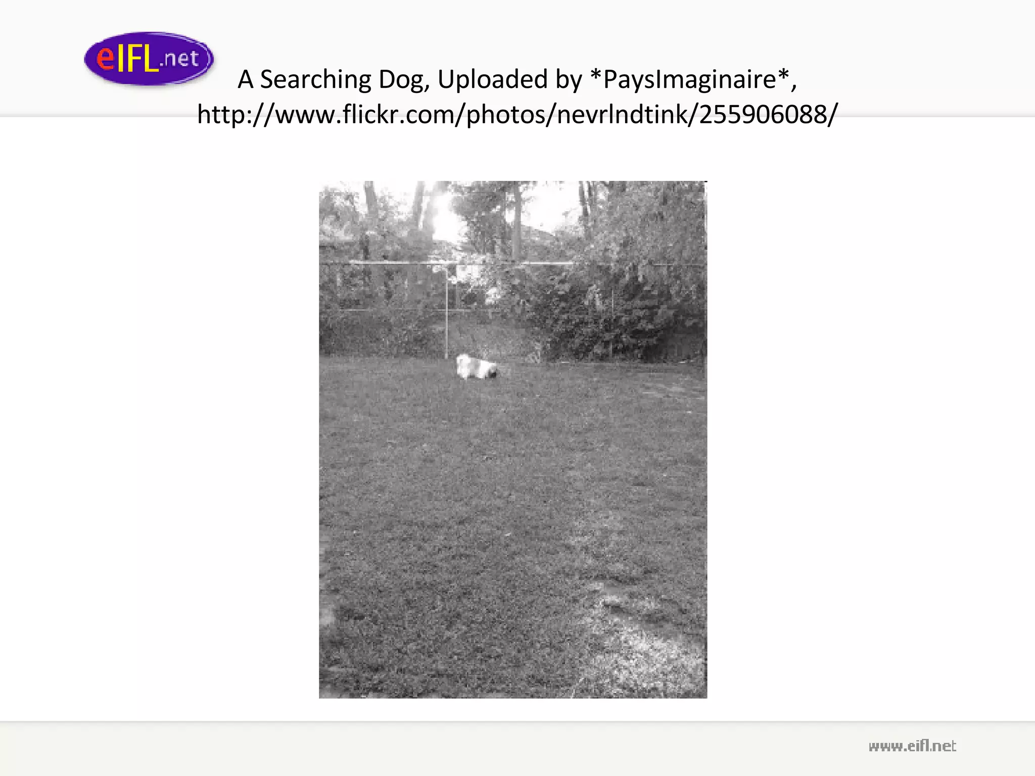 A Searching Dog ,  Uploaded by *PaysImaginaire* ,  http://www.flickr.com/photos/nevrlndtink/255906088/ 