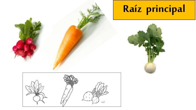 Resultado de imagen para tipos de raices