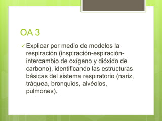 OA 3
 Explicar por medio de modelos la
respiración (inspiración-espiración-
intercambio de oxígeno y dióxido de
carbono), identificando las estructuras
básicas del sistema respiratorio (nariz,
tráquea, bronquios, alvéolos,
pulmones).
 