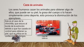Caza de animales
Los seres humanos cazan los animales para obtener algo de
ellos, que puede ser su piel, la grasa del cuerpo o lo hacen
simplemente como deporte, esto provoca la disminución de los
ejemplares.
Caza de
ballenas
Este es el caso de la
chinchilla, que estuvo al
borde de la extinción
debido a que fue cazada sin
control para obtener su
piel, que se utiliza en la
confección de abrigos.
 