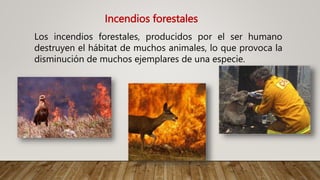 Incendios forestales
Los incendios forestales, producidos por el ser humano
destruyen el hábitat de muchos animales, lo que provoca la
disminución de muchos ejemplares de una especie.
 
