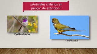 ¡¡Animales chilenos en
peligro de extinción!!
Picaflor de Arica
Loro tricahue
 