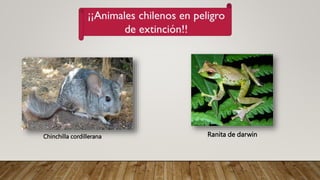 Chinchilla cordillerana Ranita de darwin
 