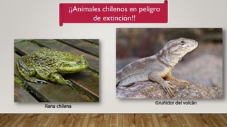 Rana chilena
Gruñidor del volcán
 