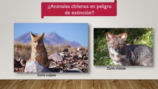 Zorro culpeo
Zorro chilote
 