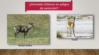 Venado andino
Vicuña
 