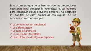 Esto ocurre porque no se han tomado las precauciones
necesarias para proteger la naturaleza, el ser humano
para conseguir algún provecho personal, ha destruido
los hábitats de estos animalitos con algunas de sus
acciones, como por ejemplo:
 La contaminación ambiental
 La deforestación
 La caza de animales
 Los incendios forestales
 La explotación de algunas especies
 