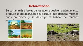 Se cortan más árboles de los que se vuelven a plantar, esto
produce la desaparición del bosque, que demora muchos
años en crecer, y se destruye el hábitat de muchos
animales.
Deforestación
 