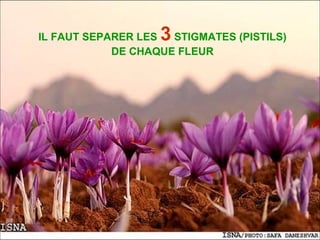 IL FAUT SEPARER LES3 STIGMATES (PISTILS)
DE CHAQUE FLEUR