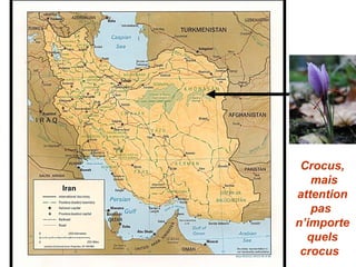 Crocus,
mais
attention
pas
n’importe
quels
crocus