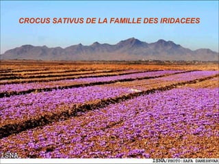 CROCUS SATIVUS DE LA FAMILLE DES IRIDACEES