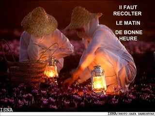 Il FAUT
RECOLTER
LE MATIN
DE BONNE
HEURE