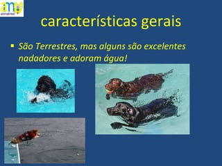 características gerais São Terrestres, mas alguns são excelentes nadadores e adoram água! 