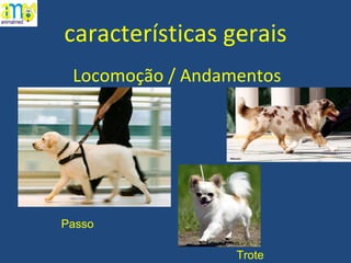 características gerais Locomoção / Andamentos Trote Passo 