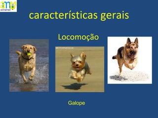características gerais Locomoção Galope 