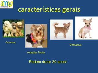 características gerais Podem durar 20 anos! Caniches Yorkshire Terrier Chihuahua 