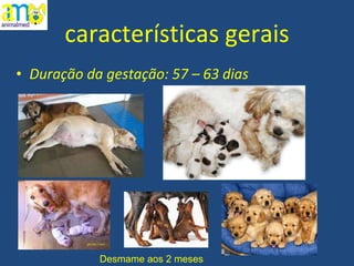 características gerais Duração da gestação: 57 – 63 dias Desmame aos 2 meses 