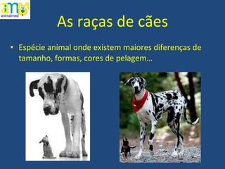 As raças de cães Espécie animal onde existem maiores diferenças de tamanho, formas, cores de pelagem… 