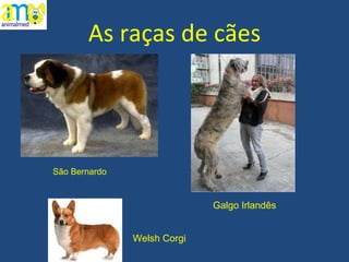 As raças de cães Galgo Irlandês Welsh Corgi São Bernardo 