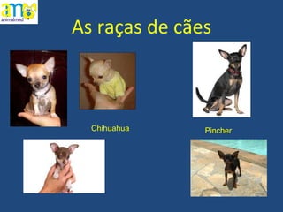 As raças de cães Chihuahua Pincher 