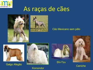 As raças de cães Cão Mexicano sem pêlo Galgo Afegão Komondor Shi-Tzu Caniche 