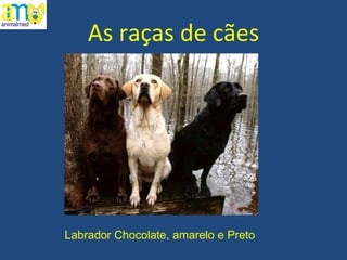 As raças de cães Labrador Chocolate, amarelo e Preto 