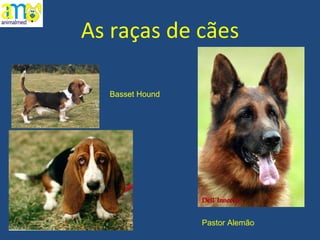 As raças de cães Basset Hound Pastor Alemão 