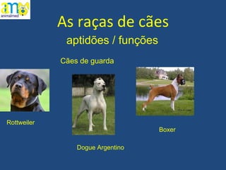 As raças de cães aptidões / funções Dogue Argentino Rottweiler Cães de guarda Boxer 