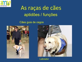 As raças de cães aptidões / funções Labrador Cães guia de cegos 