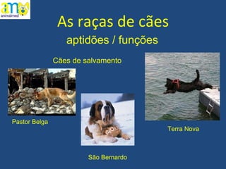As raças de cães aptidões / funções Pastor Belga Cães de salvamento Terra Nova São Bernardo 