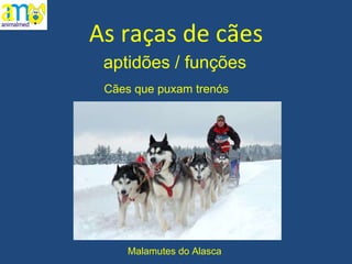 As raças de cães aptidões / funções Malamutes do Alasca Cães que puxam trenós 