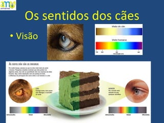 Os sentidos dos cães Visão 
