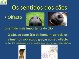Os sentidos dos cães Olfacto  o sentido mais importante do cão O cão, ao contrário do homem, aprecia os  alimentos sobretudo graças ao seu olfacto (trufa – 200 milhões de receptores olfactivos; nariz humano – 20 milhões) 