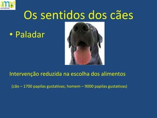Os sentidos dos cães Paladar Intervenção reduzida na escolha dos alimentos (cão – 1700 papilas gustativas; homem – 9000 papilas gustativas) 