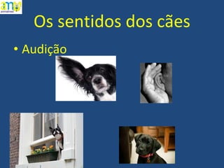Os sentidos dos cães Audição 