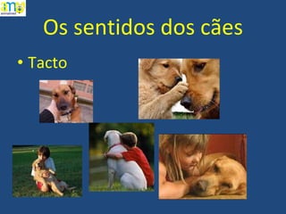 Os sentidos dos cães Tacto 