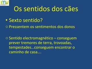 Os sentidos dos cães Sexto sentido? Pressentem os sentimentos dos donos Sentido electromagnético – conseguem prever tremores de terra, trovoadas, tempestades…conseguem encontrar o caminho de casa…. 