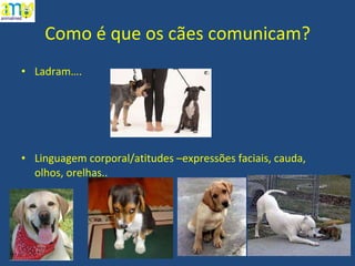 Como é que os cães comunicam? Ladram…. Linguagem corporal/atitudes –expressões faciais, cauda, olhos, orelhas.. 