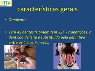 características gerais Omnívoro Têm 42 dentes (Homem tem 32)  - 2 dentições: a dentição de leite é substituída pela definitiva entre os 4 e os 7 meses. 