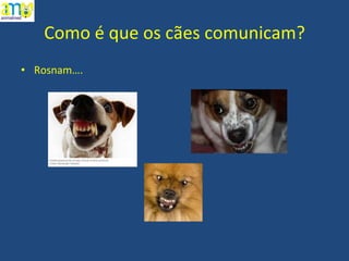 Como é que os cães comunicam? Rosnam…. 