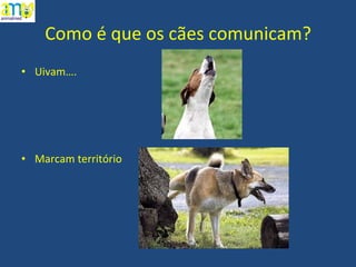 Como é que os cães comunicam? Uivam…. Marcam território 