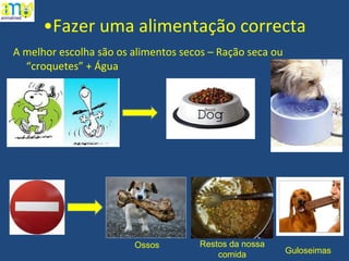 Fazer uma alimentação correcta A melhor escolha são os alimentos secos – Ração seca ou “croquetes” + Água Ossos Restos da nossa comida Guloseimas 