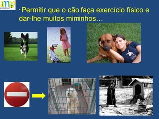 Permitir que o cão faça exercício físico e dar-lhe muitos miminhos… 