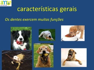 características gerais Os dentes exercem muitas funções 