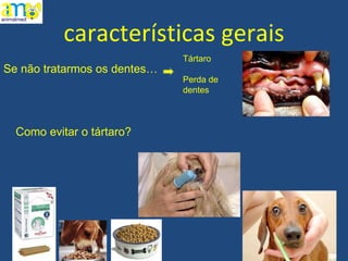 características gerais Se não tratarmos os dentes… Como evitar o tártaro? Tártaro Perda de dentes 