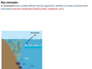 Key concepts:
4. Increased ocean acidity affects marine organisms’ abilities to make and keep their
hard parts (calcium carbonate (CaCO3) shells, skeletons, etc.)
 