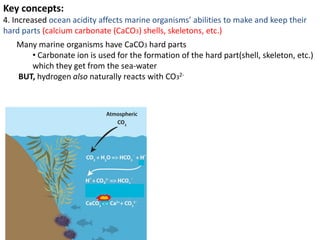 Key concepts:
4. Increased ocean acidity affects marine organisms’ abilities to make and keep their
hard parts (calcium carbonate (CaCO3) shells, skeletons, etc.)
Many marine organisms have CaCO3 hard parts
• Carbonate ion is used for the formation of the hard part(shell, skeleton, etc.)
which they get from the sea-water
BUT, hydrogen also naturally reacts with CO32-
 