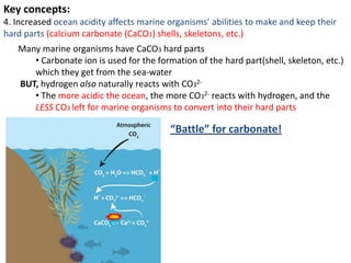 Key concepts:
4. Increased ocean acidity affects marine organisms’ abilities to make and keep their
hard parts (calcium carbonate (CaCO3) shells, skeletons, etc.)
Many marine organisms have CaCO3 hard parts
• Carbonate ion is used for the formation of the hard part(shell, skeleton, etc.)
which they get from the sea-water
BUT, hydrogen also naturally reacts with CO32-
• The more acidic the ocean, the more CO32- reacts with hydrogen, and the
LESS CO3 left for marine organisms to convert into their hard parts
“Battle” for carbonate!
 
