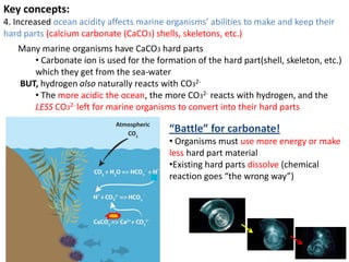 Key concepts:
4. Increased ocean acidity affects marine organisms’ abilities to make and keep their
hard parts (calcium carbonate (CaCO3) shells, skeletons, etc.)
Many marine organisms have CaCO3 hard parts
• Carbonate ion is used for the formation of the hard part(shell, skeleton, etc.)
which they get from the sea-water
BUT, hydrogen also naturally reacts with CO32-
• The more acidic the ocean, the more CO32- reacts with hydrogen, and the
LESS CO32- left for marine organisms to convert into their hard parts
“Battle” for carbonate!
• Organisms must use more energy or make
less hard part material
•Existing hard parts dissolve (chemical
reaction goes “the wrong way”)
 