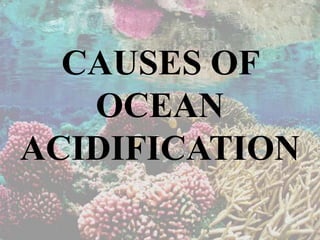 CAUSES OF
OCEAN
ACIDIFICATION
 